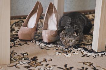 The cat examines womens shoes.