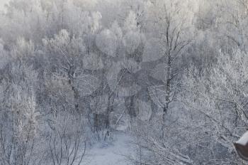 Trees covered with frost.
