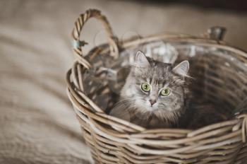 A young grey cat playing in a wicker basket.