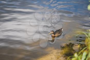 Duck floating on the pond.