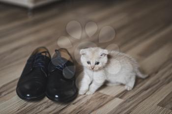 The little white kitten playing with a Shoe.