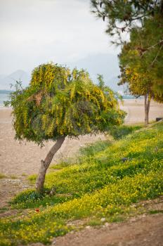 Beach tree on the beach.