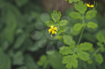 Young shoots of celandine.