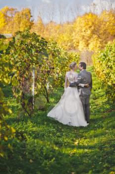 Beautiful young couple walks among the vineyards.
