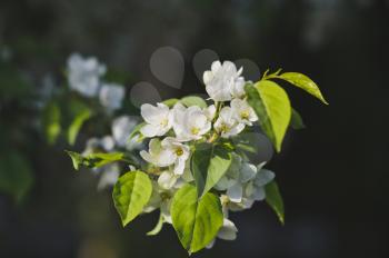 Blossoming branch of a cherry.