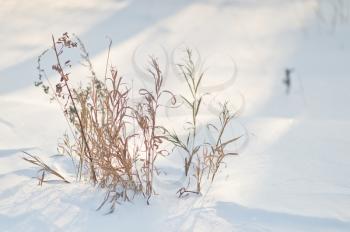 Withered grass out from under the snow cover.