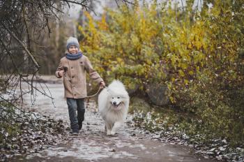 Samoyed dog on walks with his young master.