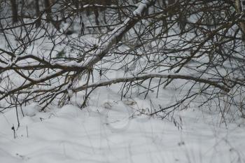 The little white creature galloping through the drifts and branches.