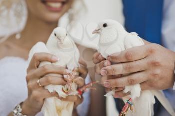 Two white pigeon in the hands of the newlyweds.