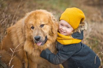 Little girl in a yellow hat and scarf, stroking the face of a huge red dog.