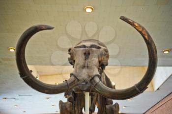 Skull of a mammoth in the Museum of paleontology.