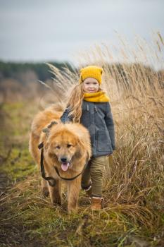 The girl leads leash large red shaggy dog.