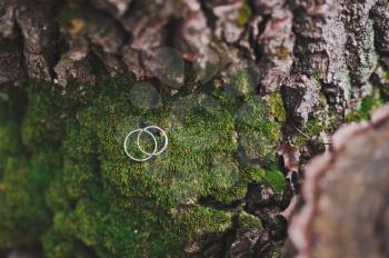 Wedding rings newlyweds among the forest moss.