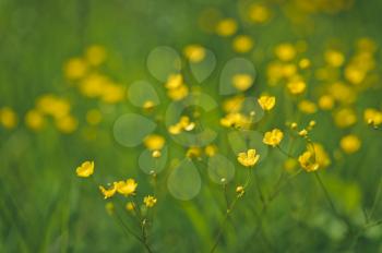 Celandine flower on background of green grass.