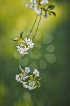 Large photo of white cherry flowers at the time of flowering.