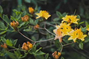 The flowers of rhododendron yellow during flowering.