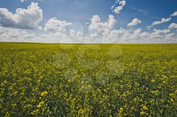 Endless field of rapeseed and blue sky.