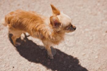 Photo red dog breed long-haired Chihuahua.