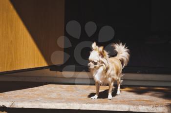 Portrait of a long-haired Chihuahua.