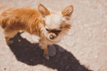Portrait of a long-haired Chihuahua.