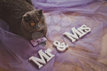 Smoky British cat looks after the wedding fees of the hostess.