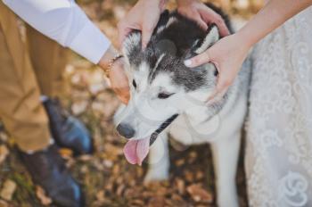 Happy Husky dog under the tender hands of the newlyweds.