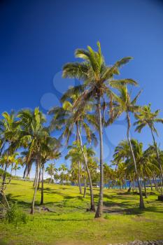 palms on the beach of Easter Island. sunny weather