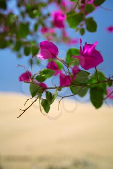 Flowers blossomed in an oasis in the desert among the dunes.