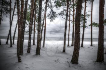 Baltic sea view through the pine tree forest in winter