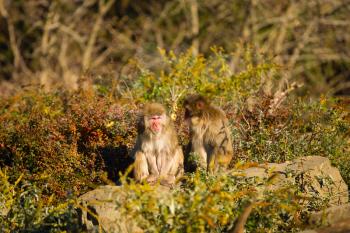 two monkeys combed each other's backs while sitting in the park