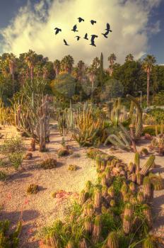flock of crows flying. cacti growing in a picturesque park near the sea