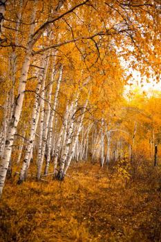 Autumn birch forest in the forests of Siberia.