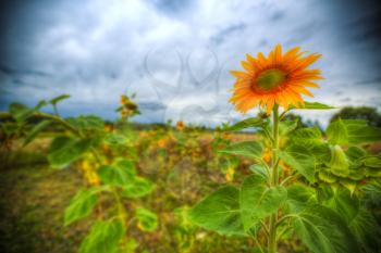 Sunflowers grow in the field. early autumn