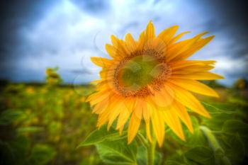 Sunflowers grow in the field. early autumn