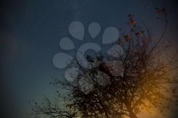 tree under a starry sky. Autumn Night