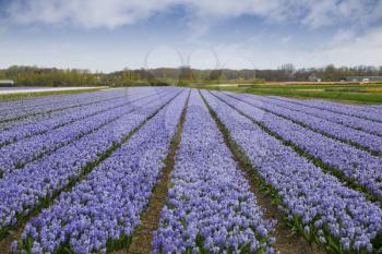 Hyacinth. Beautiful colorful pink, white, yellow and blue hyacinth flowers in spring garden, vibrant floral background, flower fields in Netherlands.