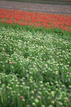 pink, red and orange tulip field in North Holland during spring
