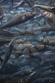 Fish school shoal in blue ocean underwater (Barracudas)

