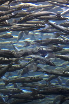 Fish school shoal in blue ocean underwater (Barracudas)

