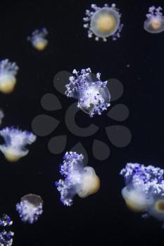 Glowing Blue Jellyfishes. Jellyfish or Jellies Are the Major Non-Polyp Form.

