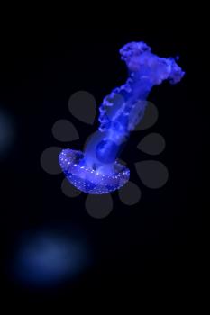 Glowing Blue Jellyfishes. Jellyfish or Jellies Are the Major Non-Polyp Form.

