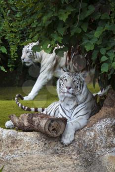 White tiger cautiously looking into the far

