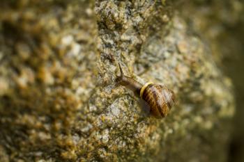 Small snail with dark body gliding on wood a rainy day