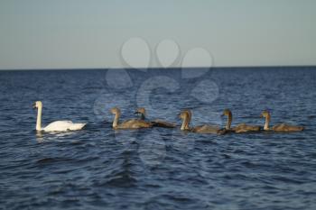 Swans with chicks swimming in the Baltic Sea. Summer