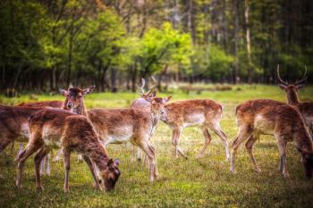 Group rutting red deer on the Veluwe, Netherlands