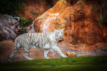 white tiger rests among trees and rocks