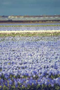Hyacinth. flower fields in Netherlands. Europe