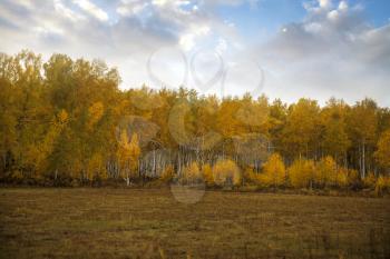 autumn. Birch Field. Baikal forest. Russia