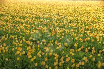 yellow tulips bloom in spring field in Holland