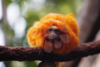 Lion tamarin, or Rosalie. He sits on a tree branch